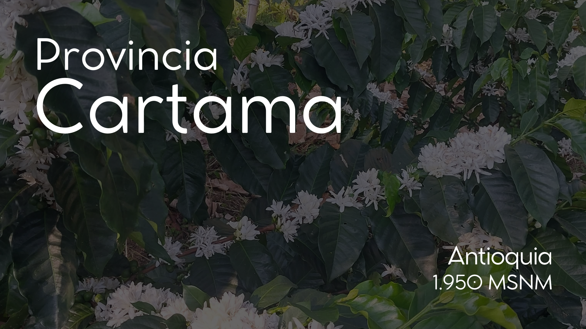 Fichas Fincas - 5